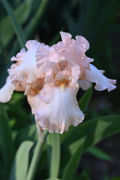 The flower Venus Rising - Tall Bearded Iris (TB)