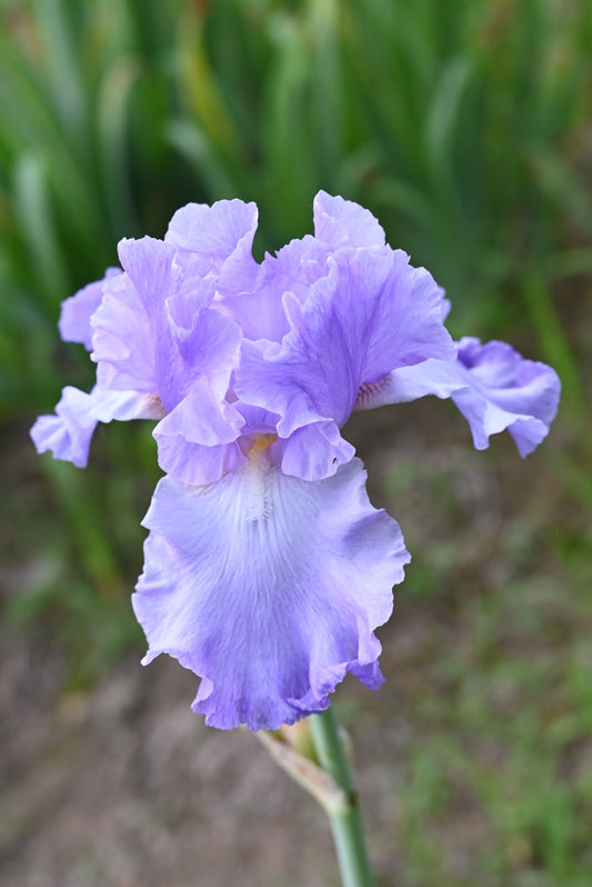 The flower High Falutin - Tall Bearded Iris (TB)