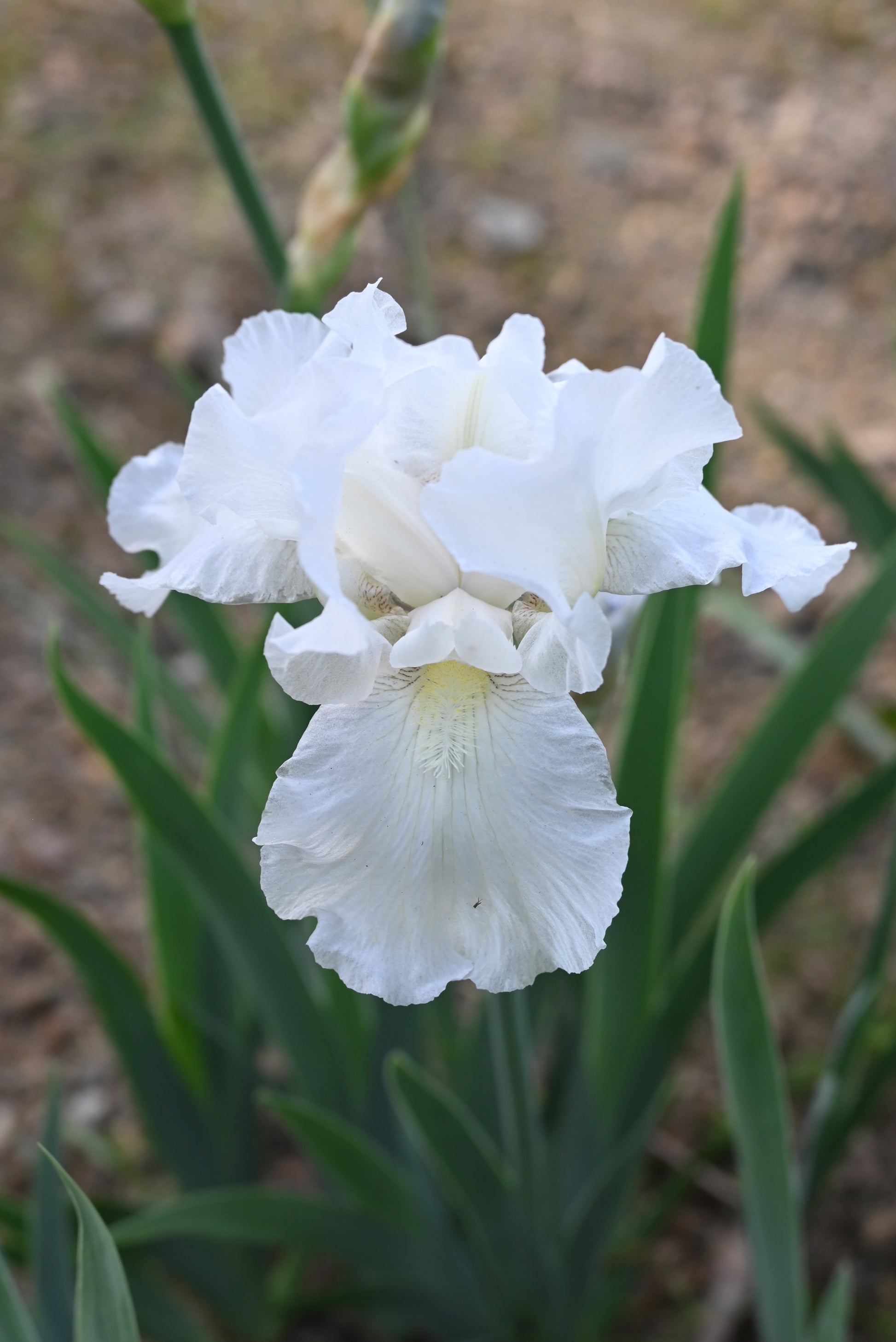 The flower Immortality - Tall Bearded Iris (TB)