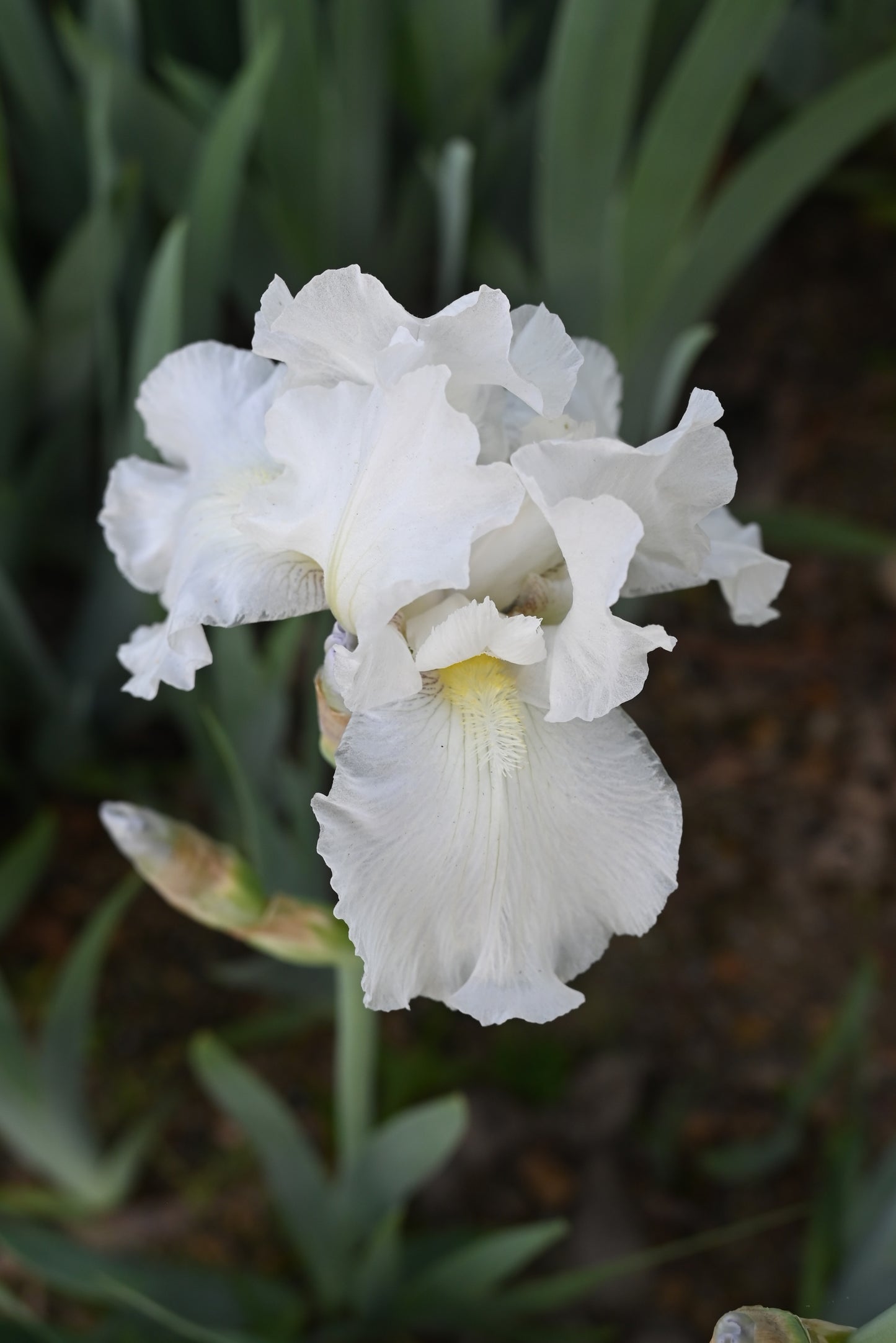 The flower Immortality - Tall Bearded Iris (TB)