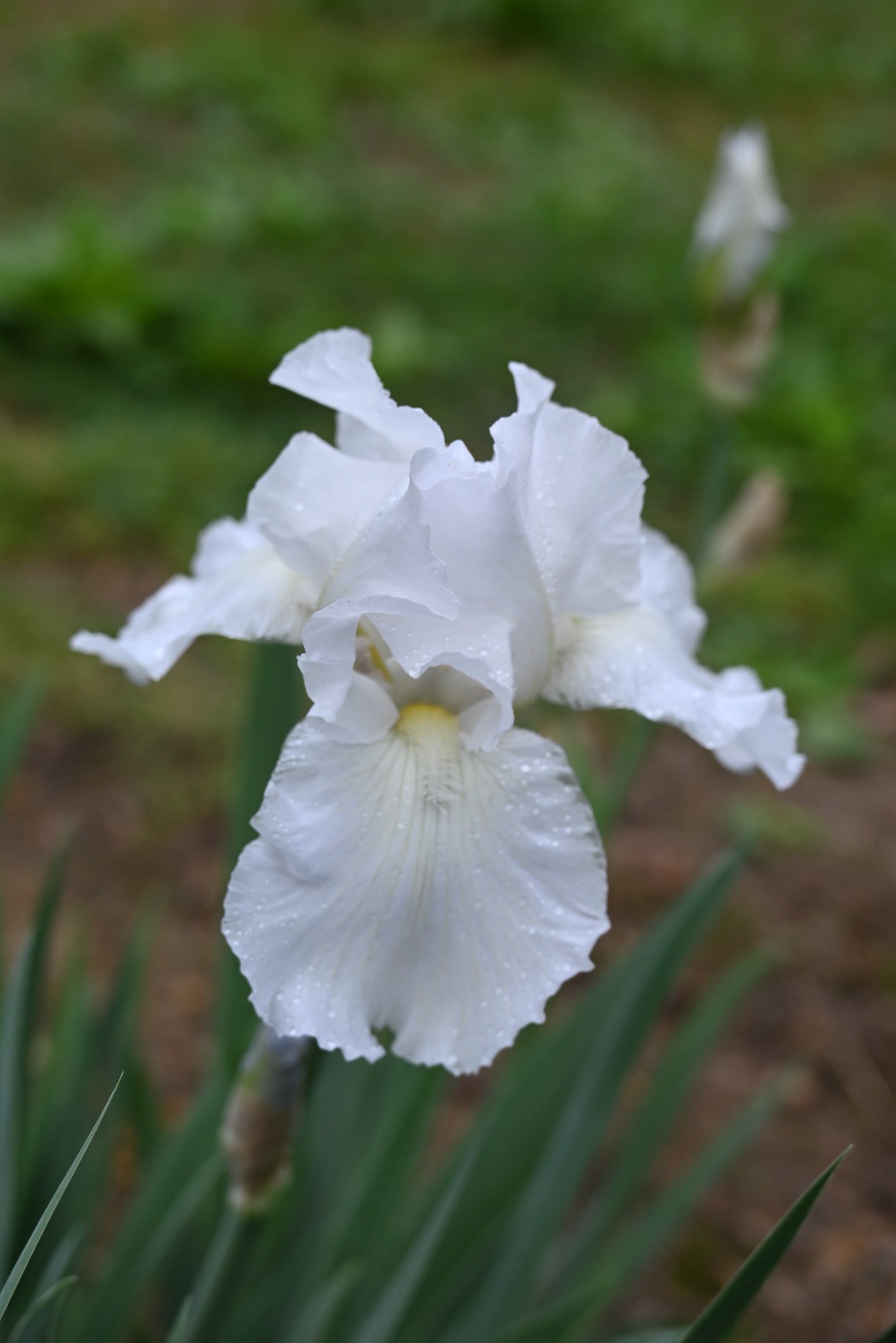 The flower Immortality - Tall Bearded Iris (TB)