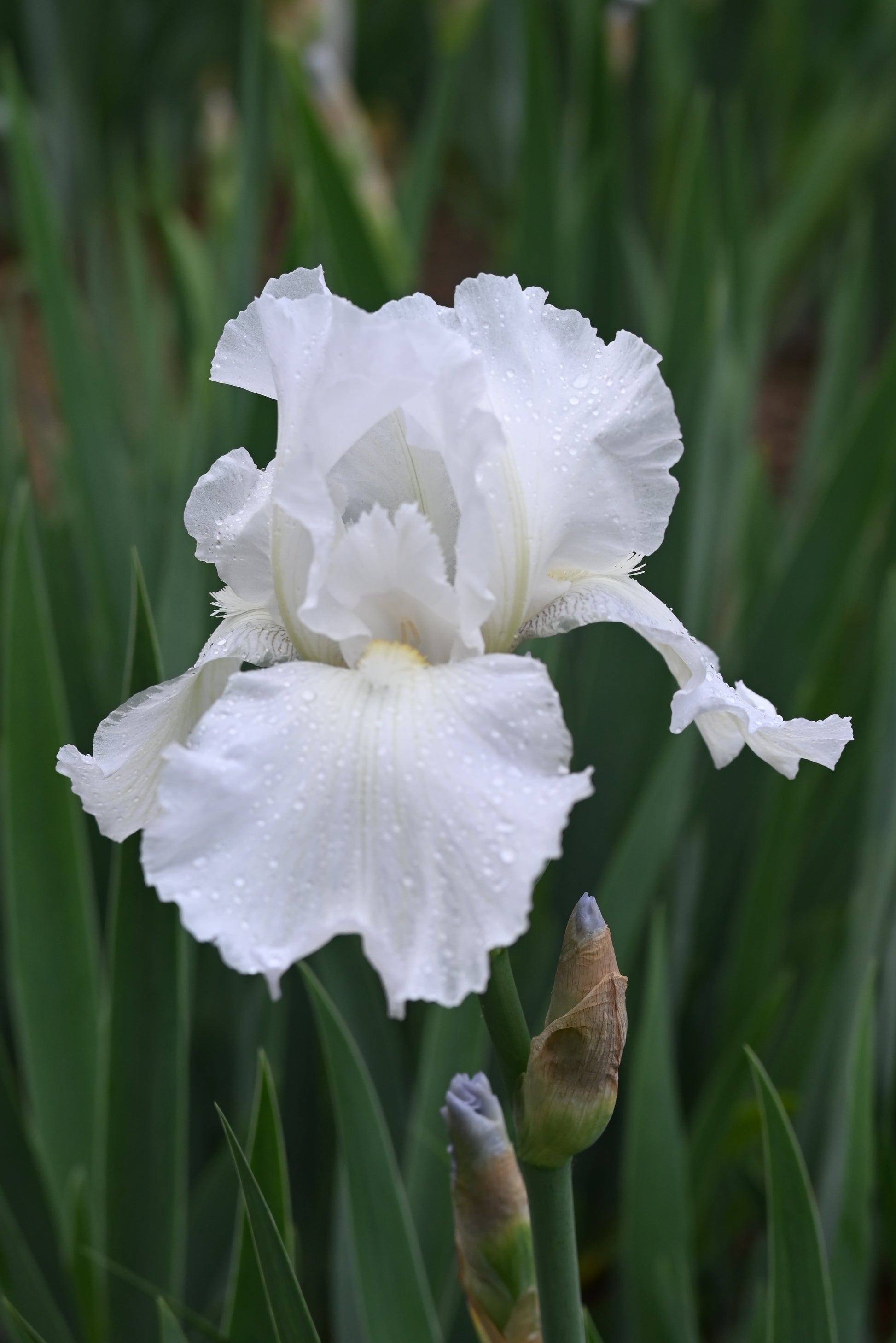 The flower Immortality - Tall Bearded Iris (TB)