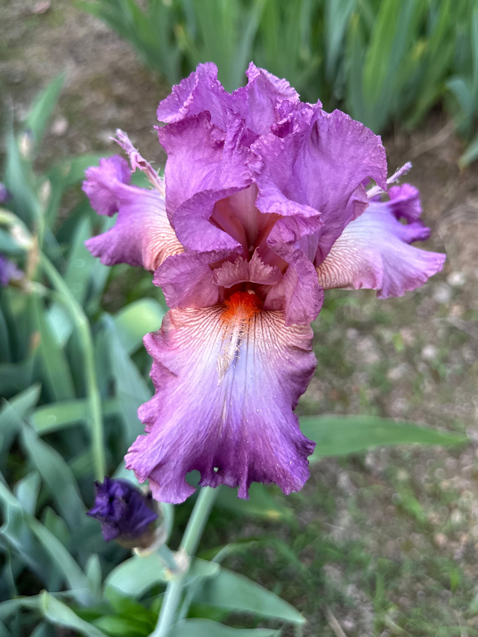 The flower Reincarnation - Tall Bearded Iris (TB)