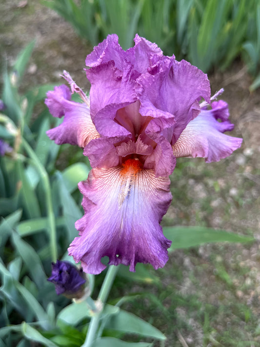 The flower Reincarnation - Tall Bearded Iris (TB)