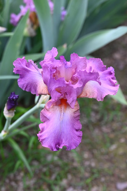 The flower Reincarnation - Tall Bearded Iris (TB)