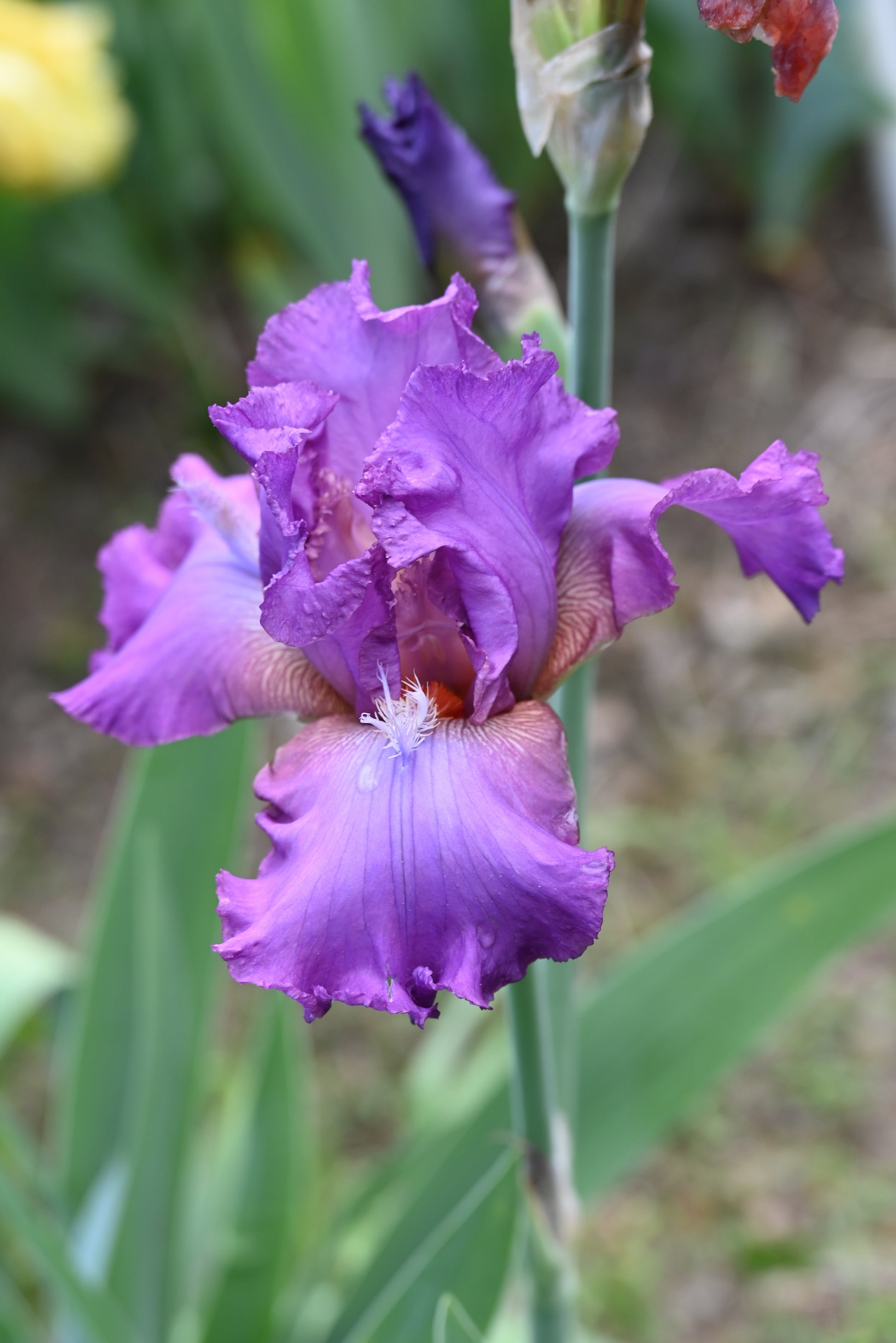 The flower Reincarnation - Tall Bearded Iris (TB)