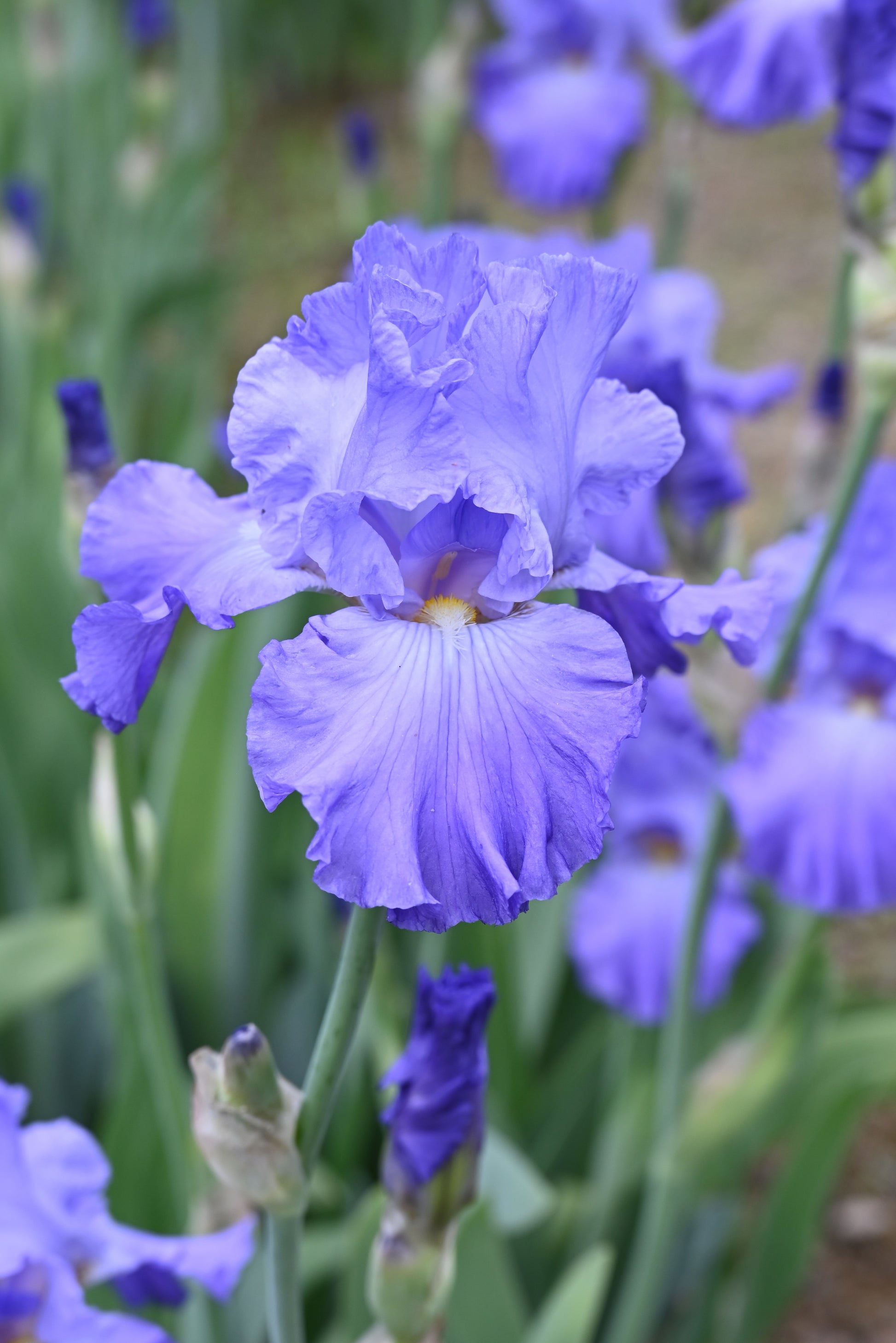 The flower Fort Bragg - Tall Bearded Iris (TB)