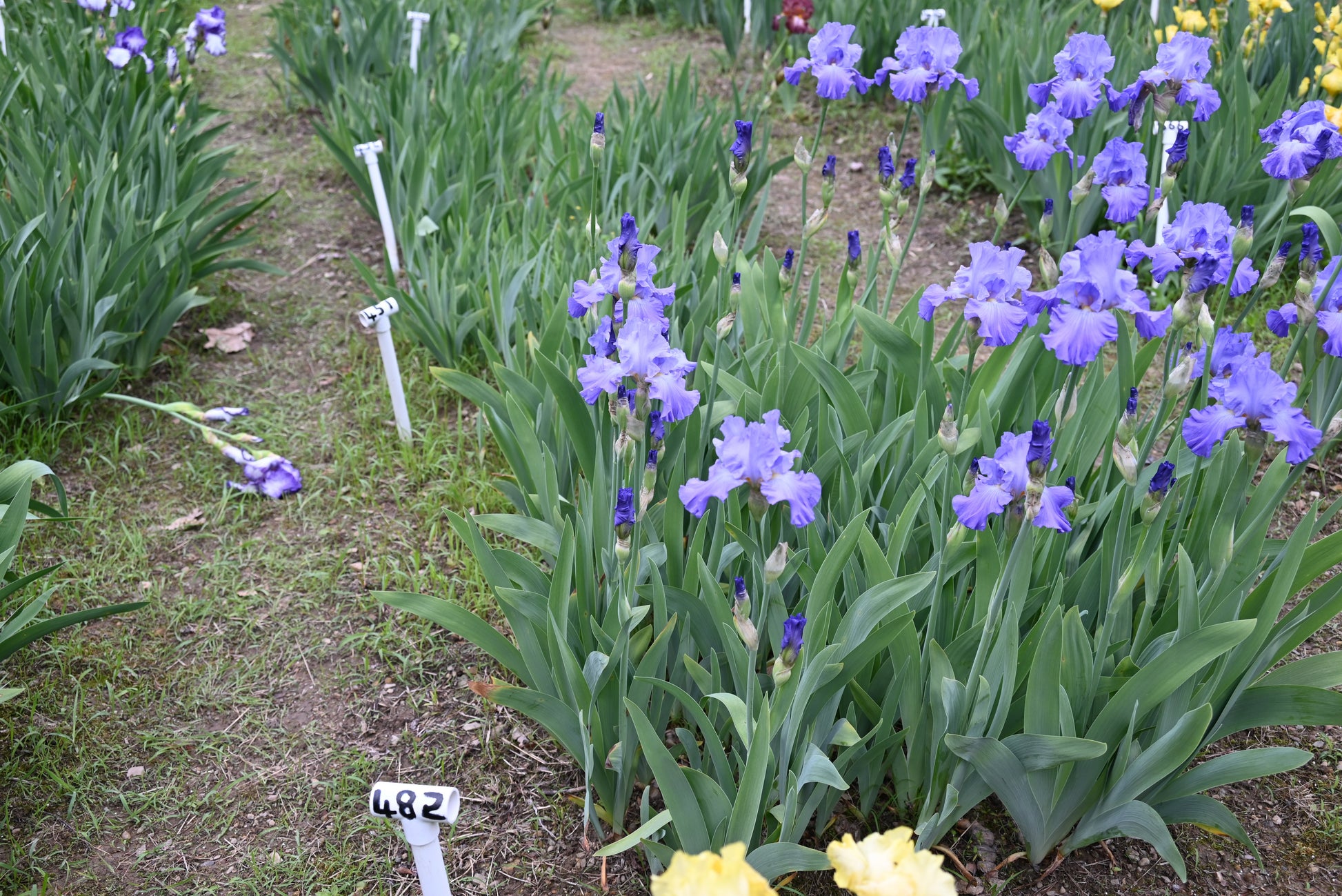 The flower Fort Bragg - Tall Bearded Iris (TB)