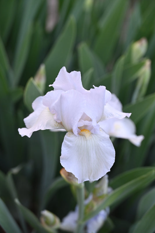 The flower Blue Moonlight - Tall Bearded Iris (TB)