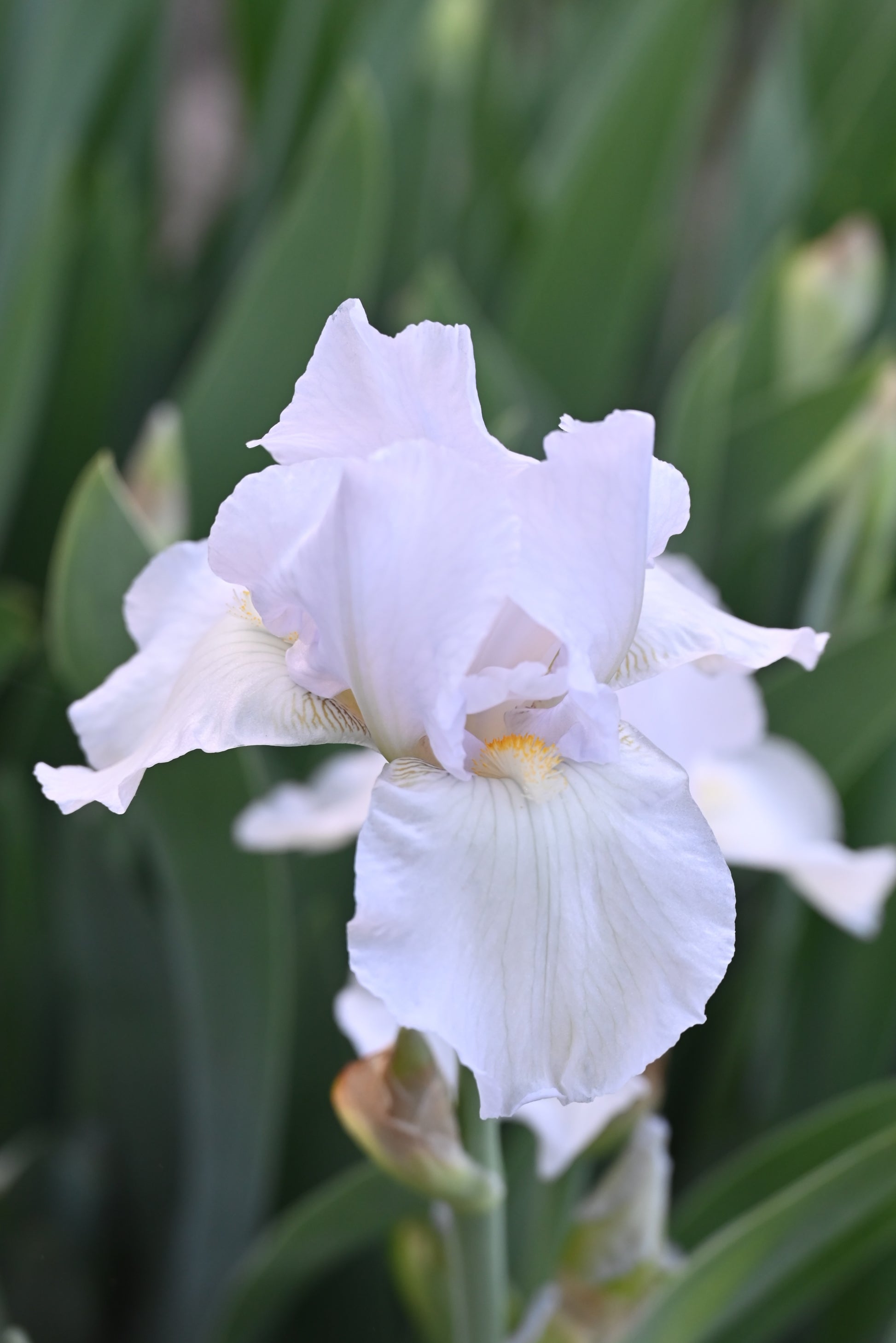 The flower Blue Moonlight - Tall Bearded Iris (TB)