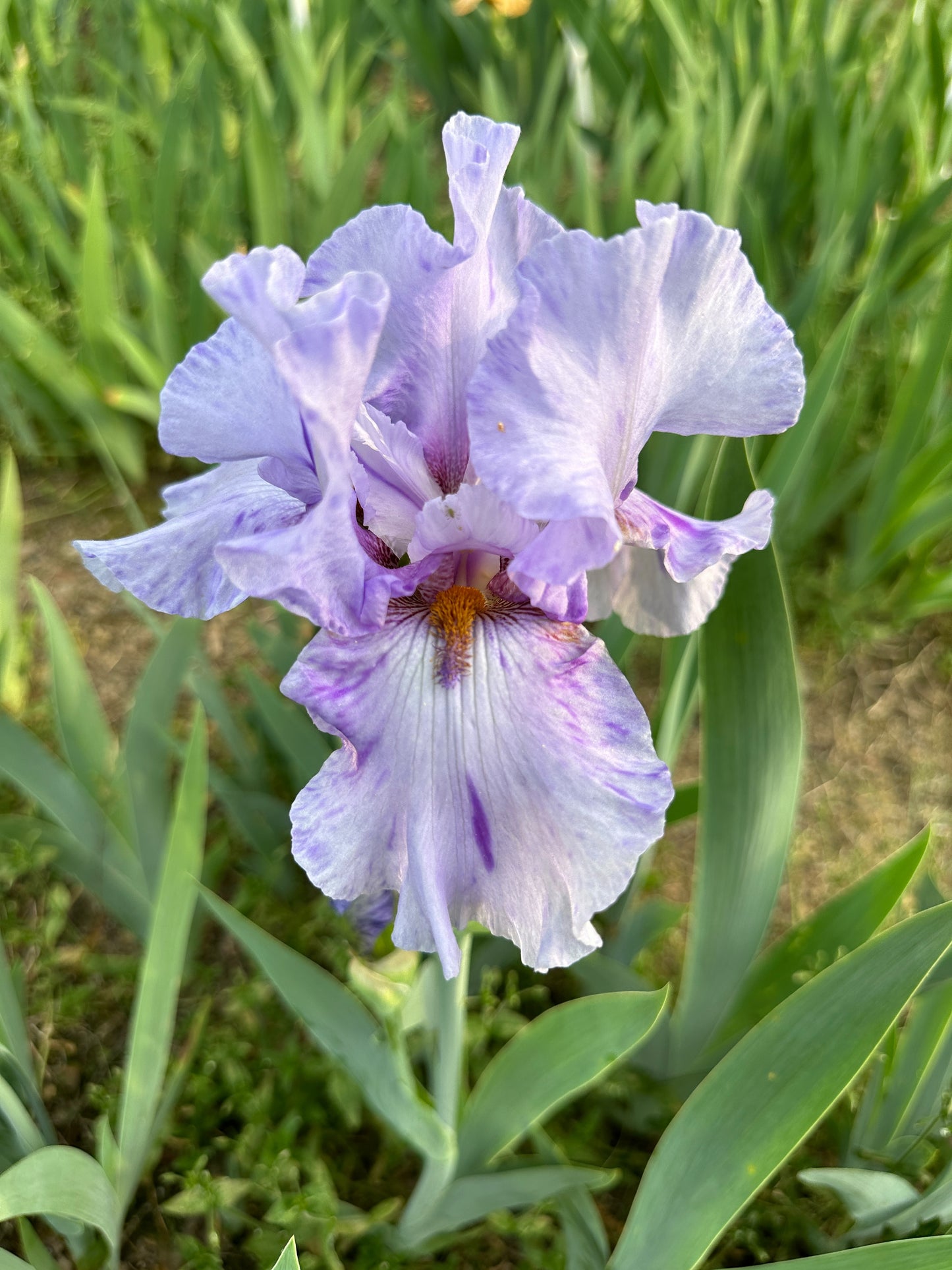 The flower Elainealope - Tall Bearded Iris (TB)