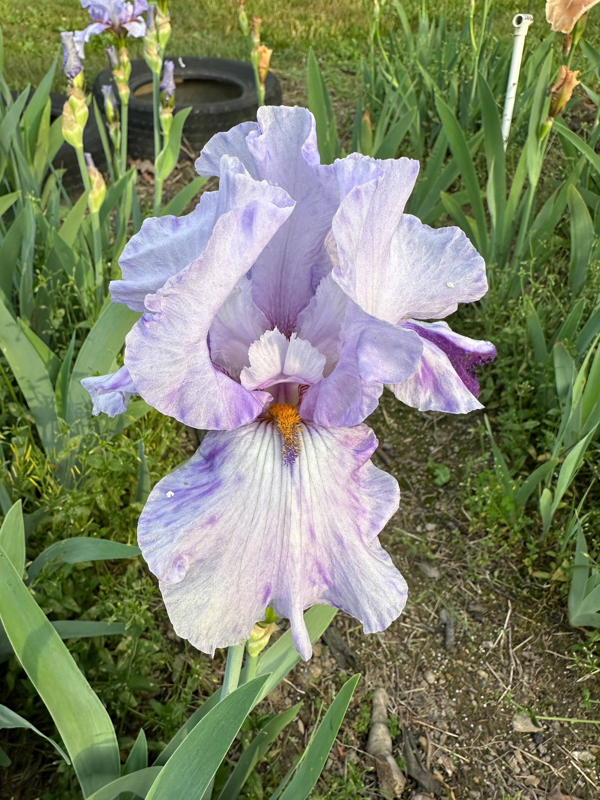 The flower Elainealope - Tall Bearded Iris (TB)