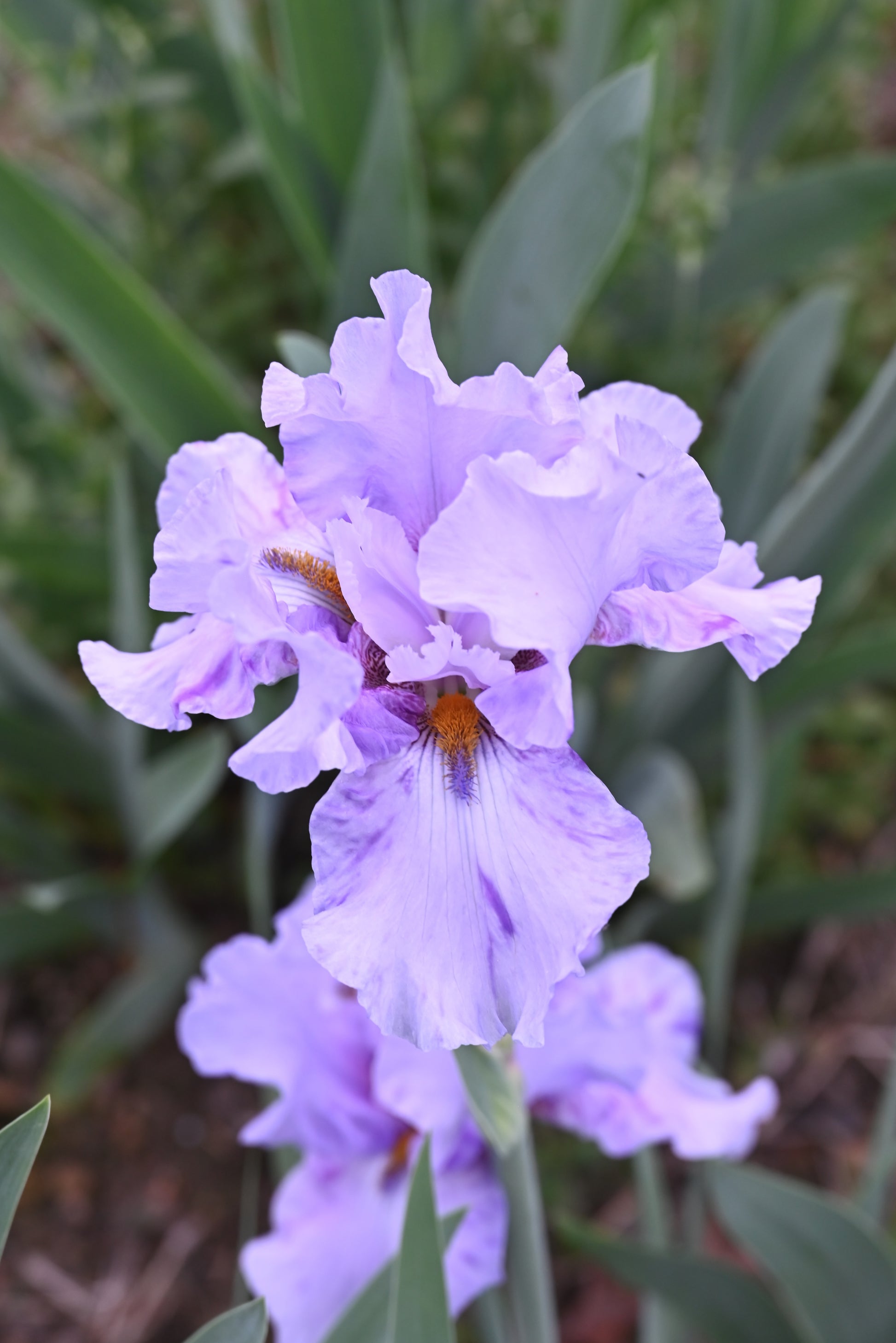 The flower Elainealope - Tall Bearded Iris (TB)