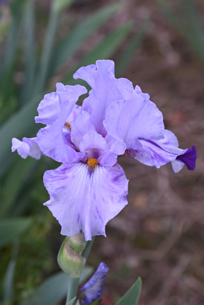 The flower Elainealope - Tall Bearded Iris (TB)