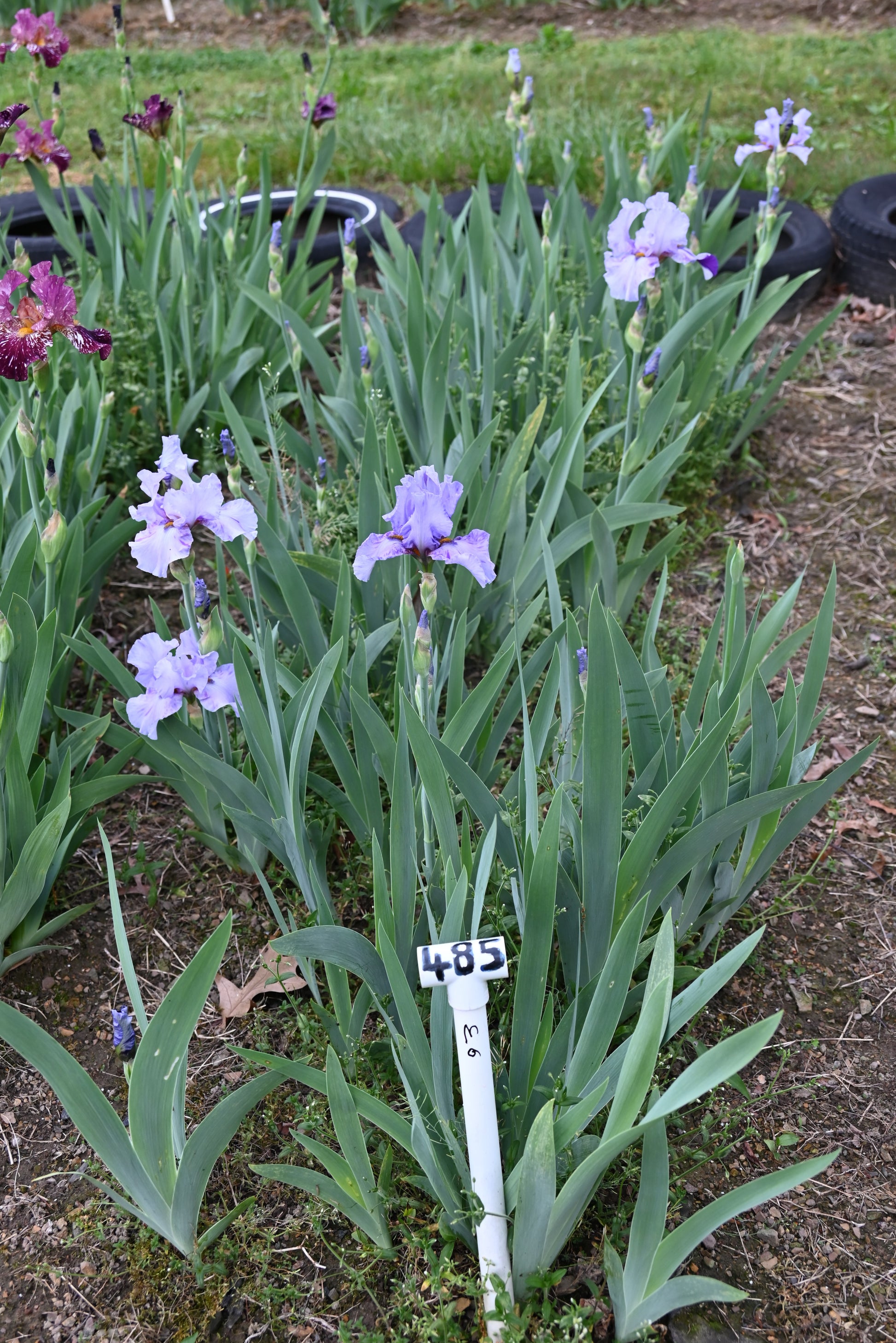 The flower Elainealope - Tall Bearded Iris (TB)