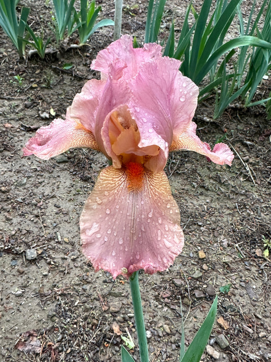 The flower Annette - Tall Bearded Iris (TB)