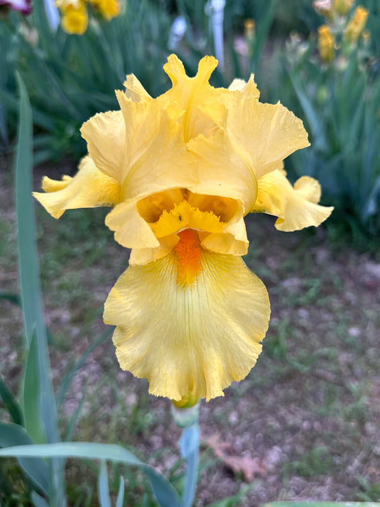 The flower Aztec Sun - Tall Bearded Iris (TB)