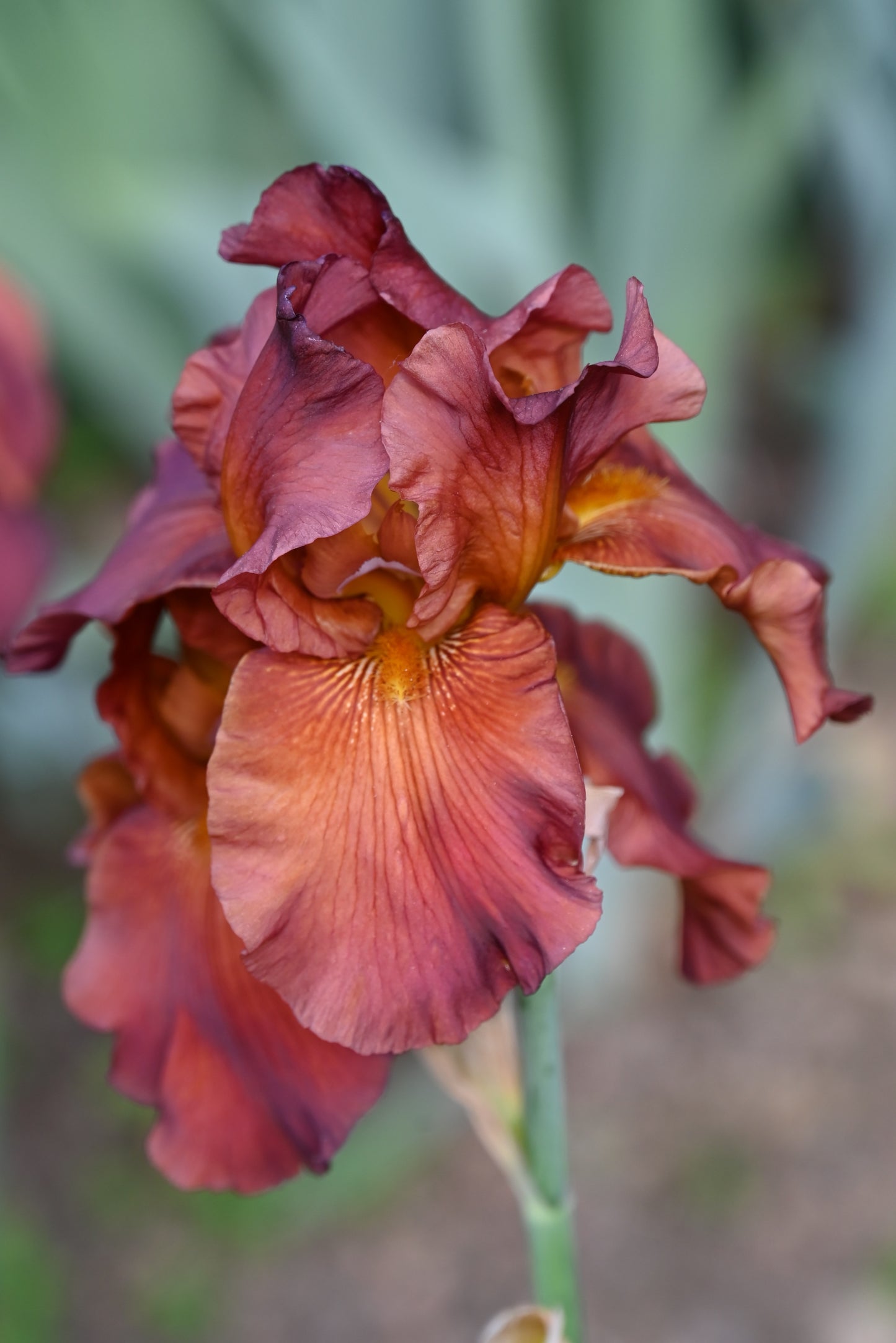 The flower Dark Chocolate - Tall Bearded Iris (TB)