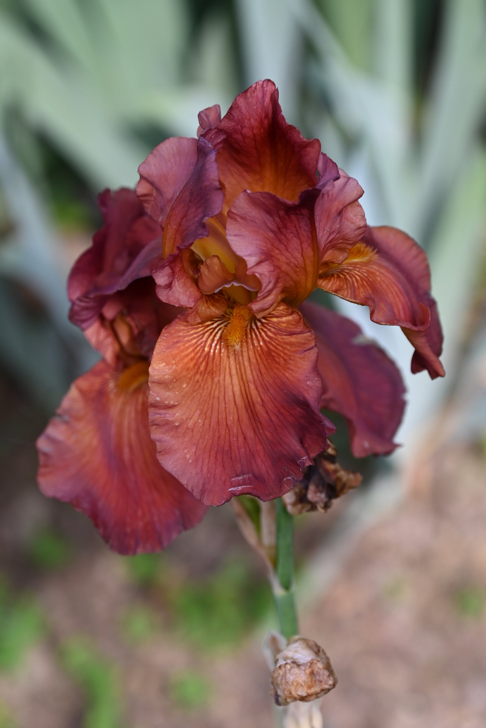 The flower Dark Chocolate - Tall Bearded Iris (TB)