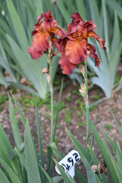 The flower Dark Chocolate - Tall Bearded Iris (TB)