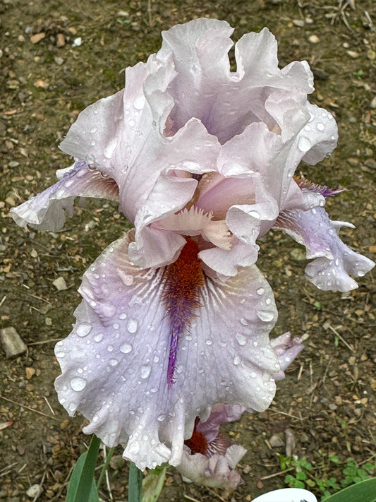 The flower Awesome Alex - Tall Bearded Iris (TB)