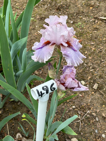 The flower Awesome Alex - Tall Bearded Iris (TB)