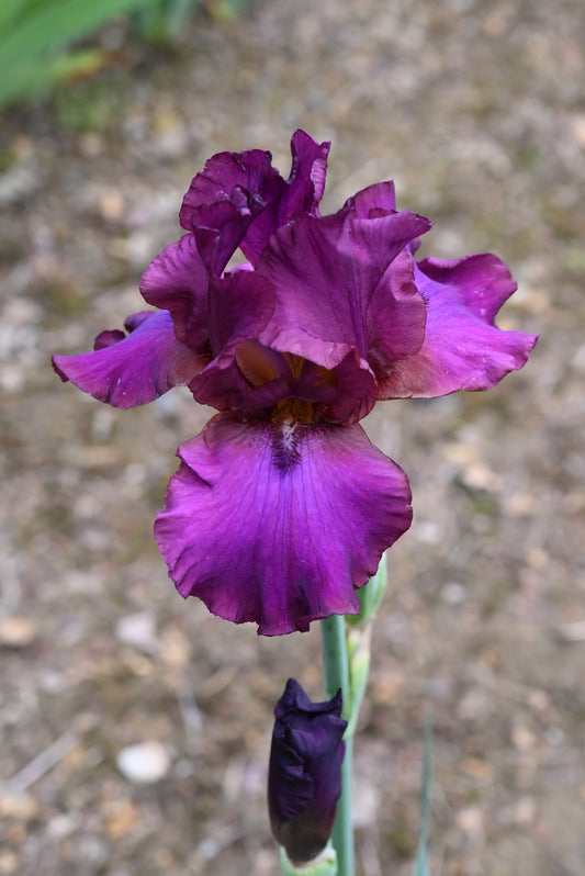 The flower Spice It Up - Tall Bearded Iris (TB)