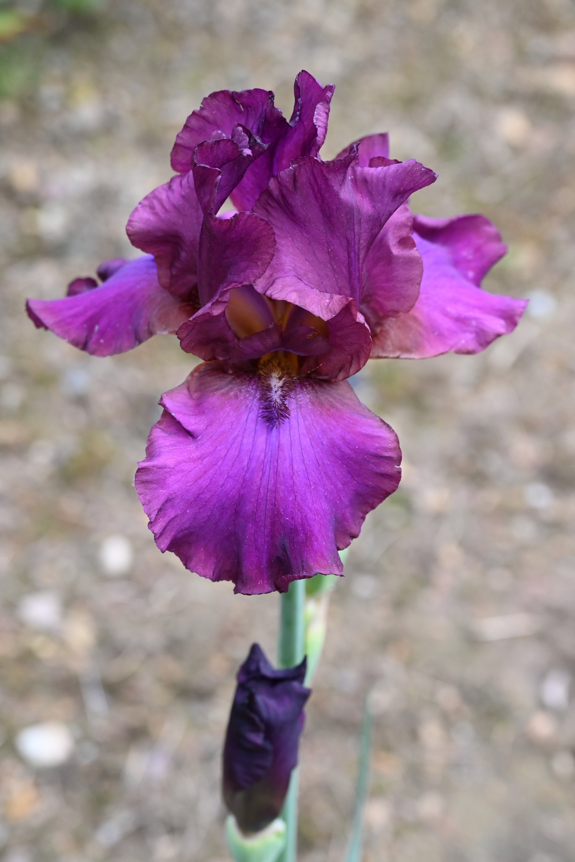 The flower Spice It Up - Tall Bearded Iris (TB)