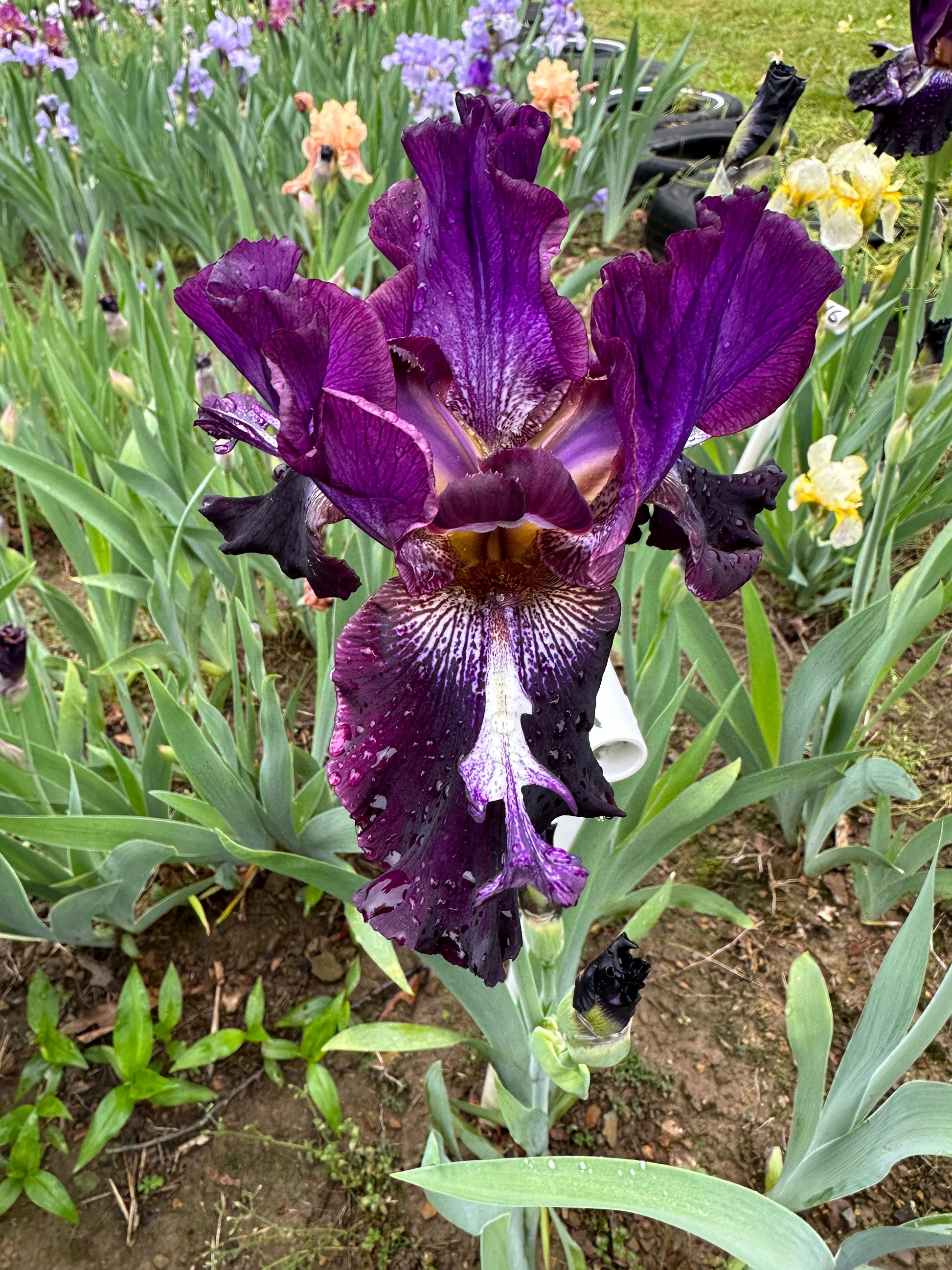 The flower Inky Icon - Tall Bearded Iris (TB)