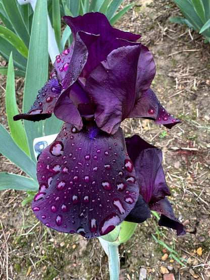 The flower Study in Black - Tall Bearded Iris (TB)