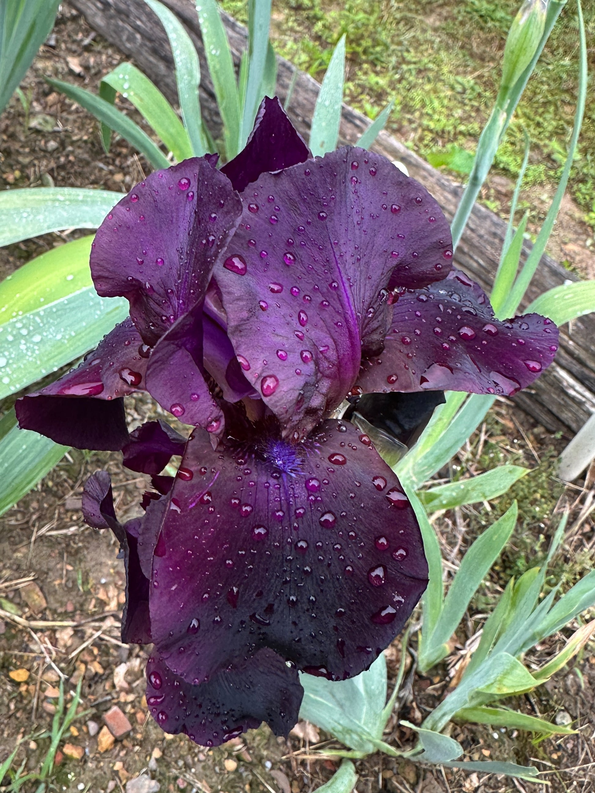 The flower Study in Black - Tall Bearded Iris (TB)