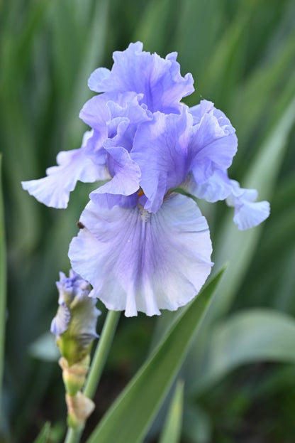 The flower Olympiad - Tall Bearded Iris (TB)