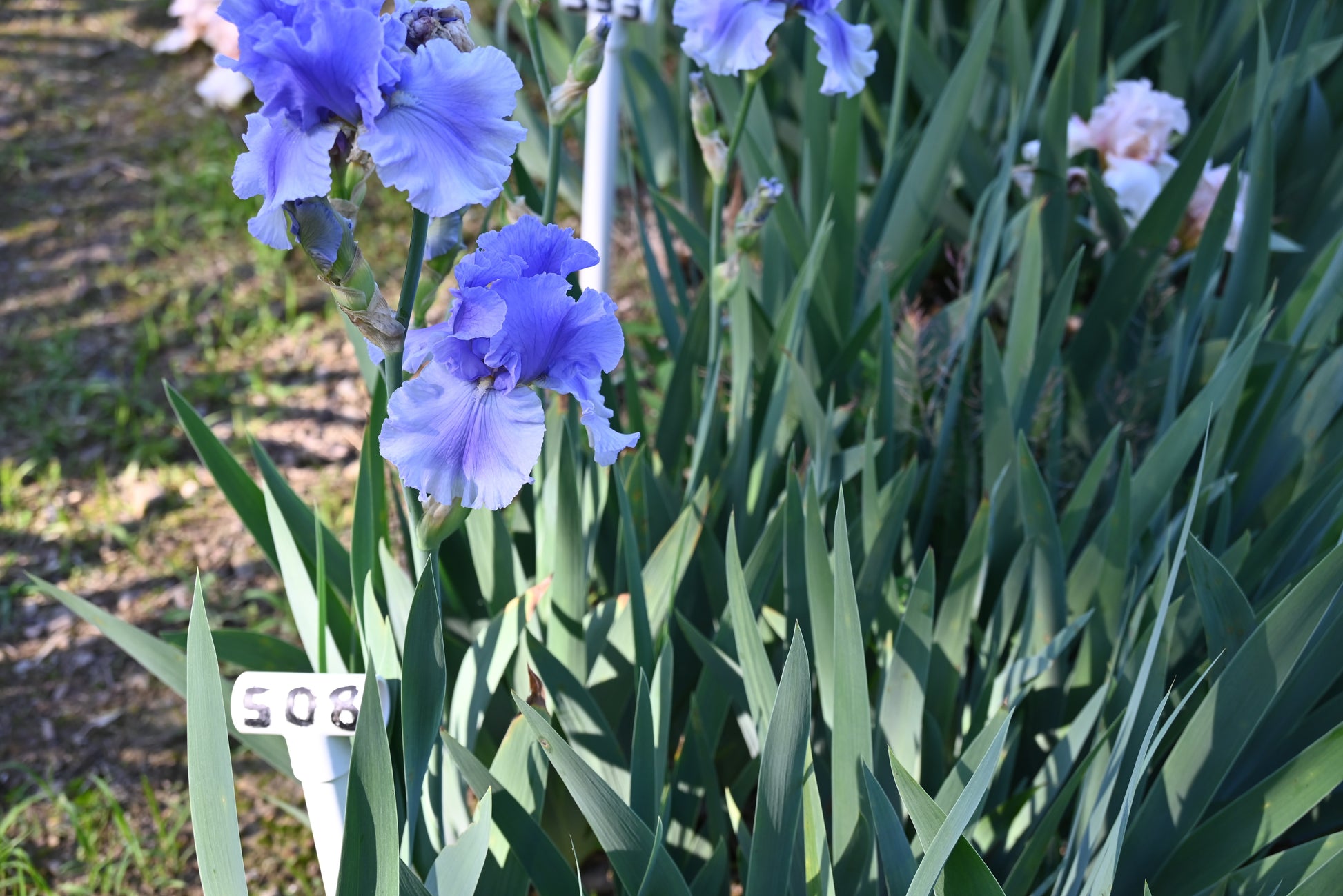 The flower Olympiad - Tall Bearded Iris (TB)