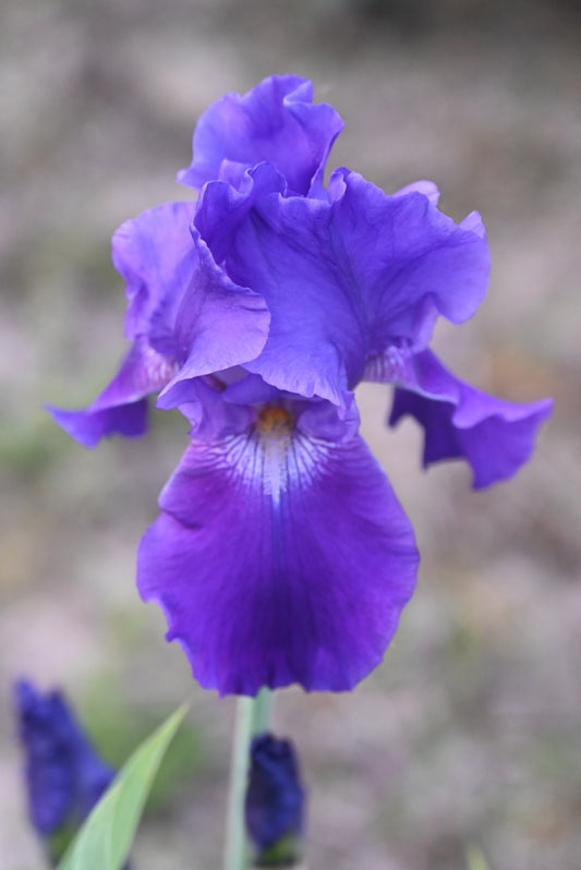 The flower Autumn Bugler - Tall Bearded Iris (TB)