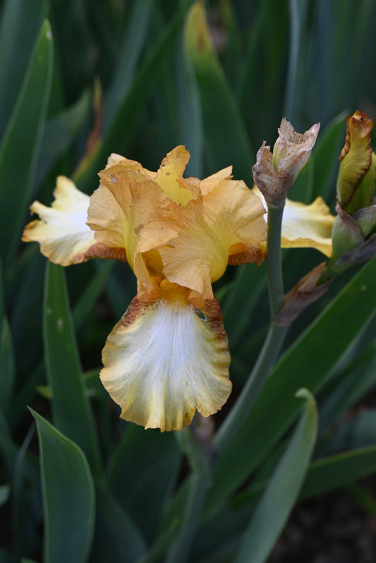 The flower My Honeycomb - Tall Bearded Iris (TB)