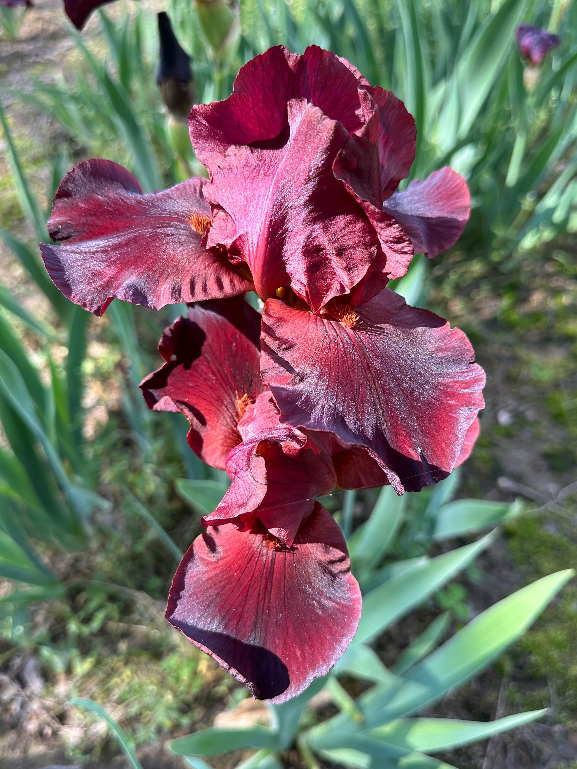 The flower Fireball - Tall Bearded Iris (TB)