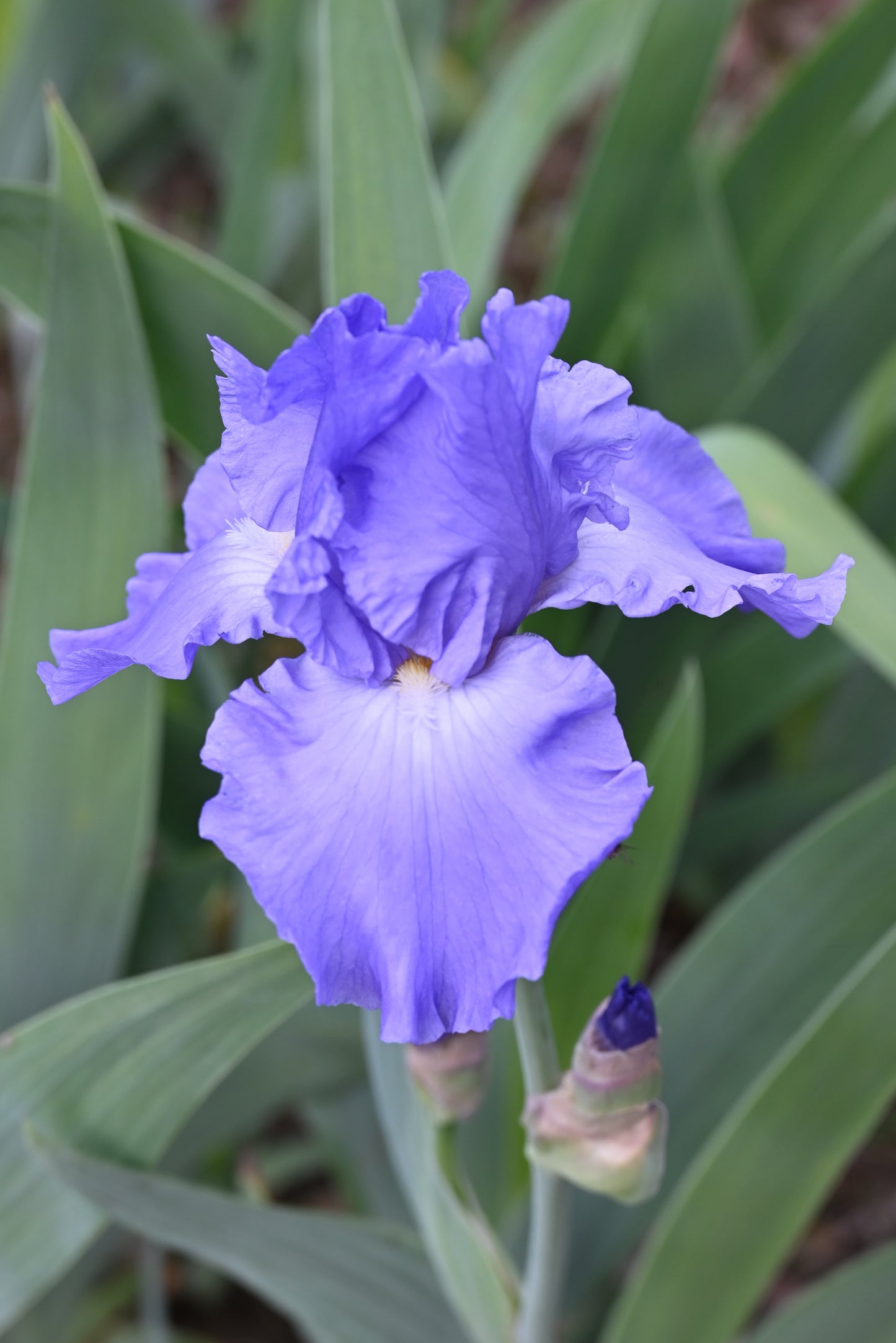 The flower Fuji Skies - Tall Bearded Iris (TB)