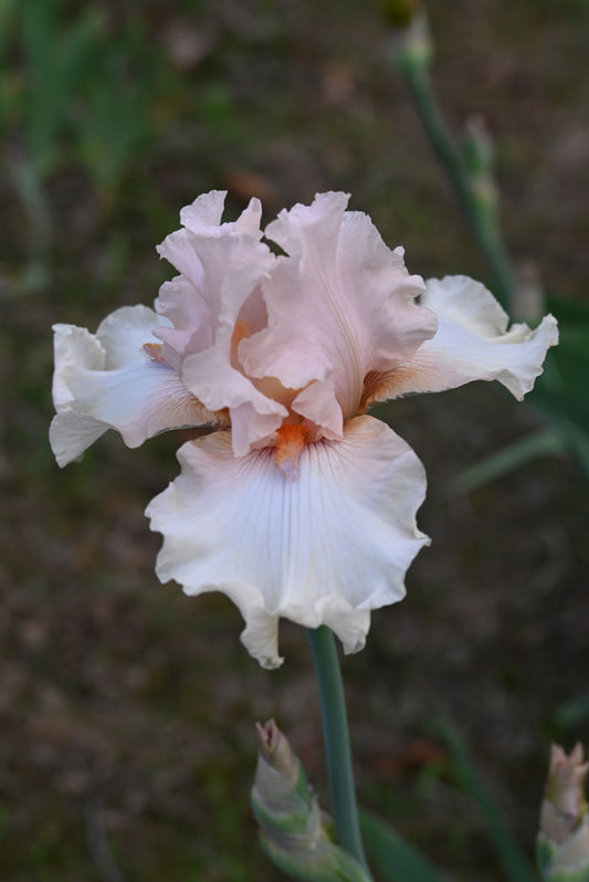 The flower Godsend - Tall Bearded Iris (TB)