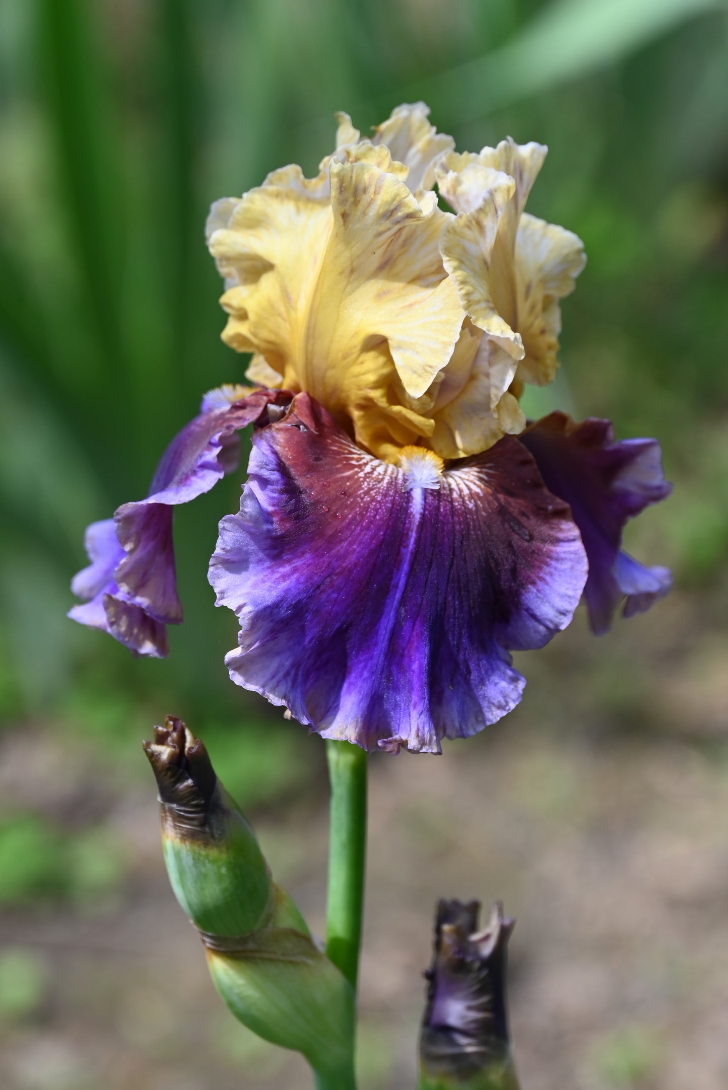 The flower Final Episode - Tall Bearded Iris (TB)