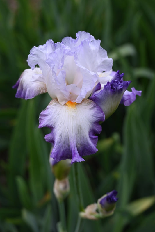 The flower Conjuration - Tall Bearded Iris (TB)