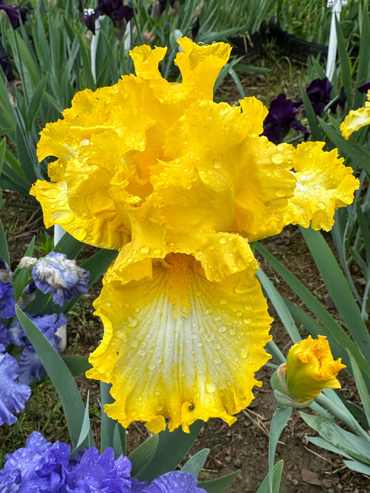 The flower That's All Folks - Tall Bearded Iris (TB)