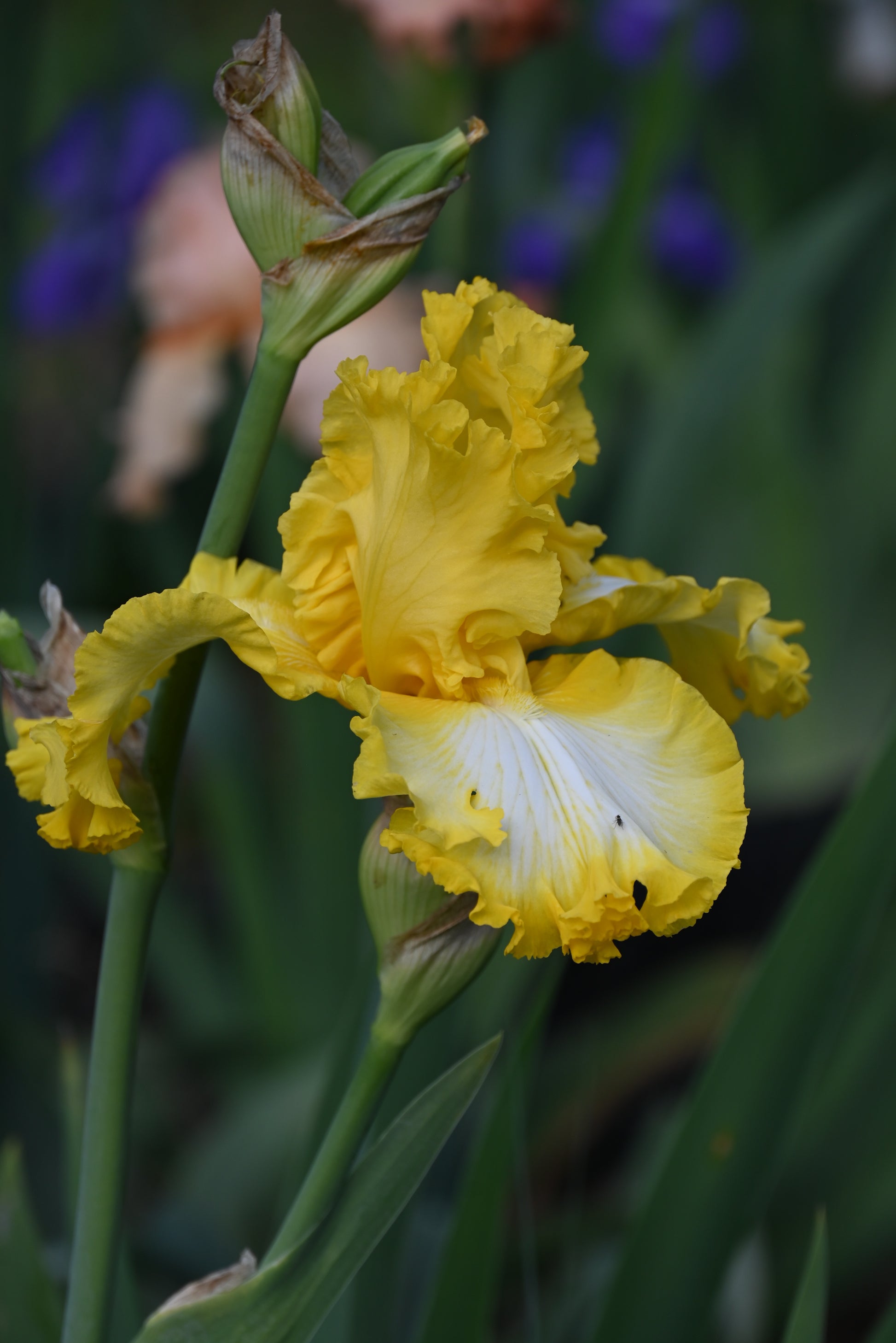 The flower That's All Folks - Tall Bearded Iris (TB)