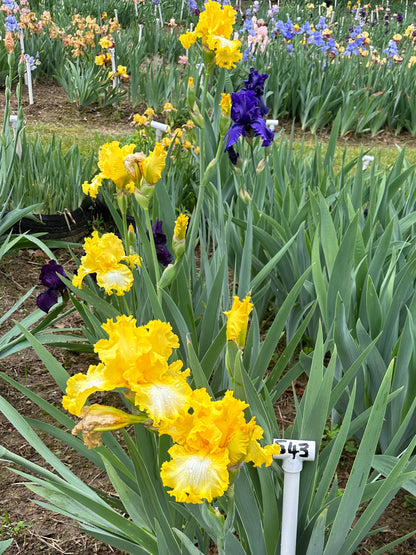 The flower That's All Folks - Tall Bearded Iris (TB)