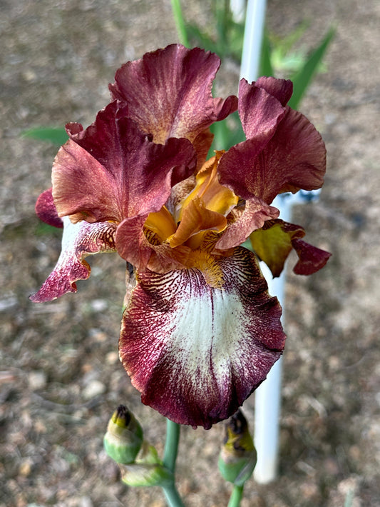 The flower Stop the Music - Tall Bearded Iris (TB)