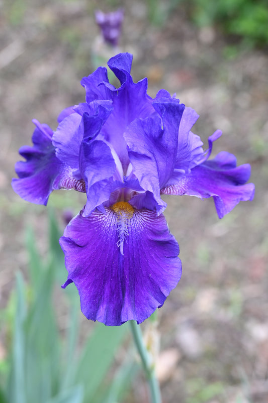 The flower Trick Or Treat - Tall Bearded Iris (TB)