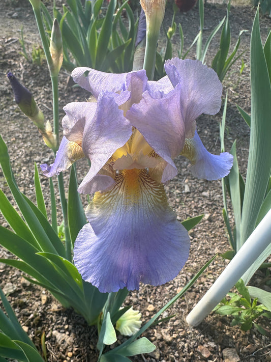 The flower Cosmic Punch - Tall Bearded Iris (TB)