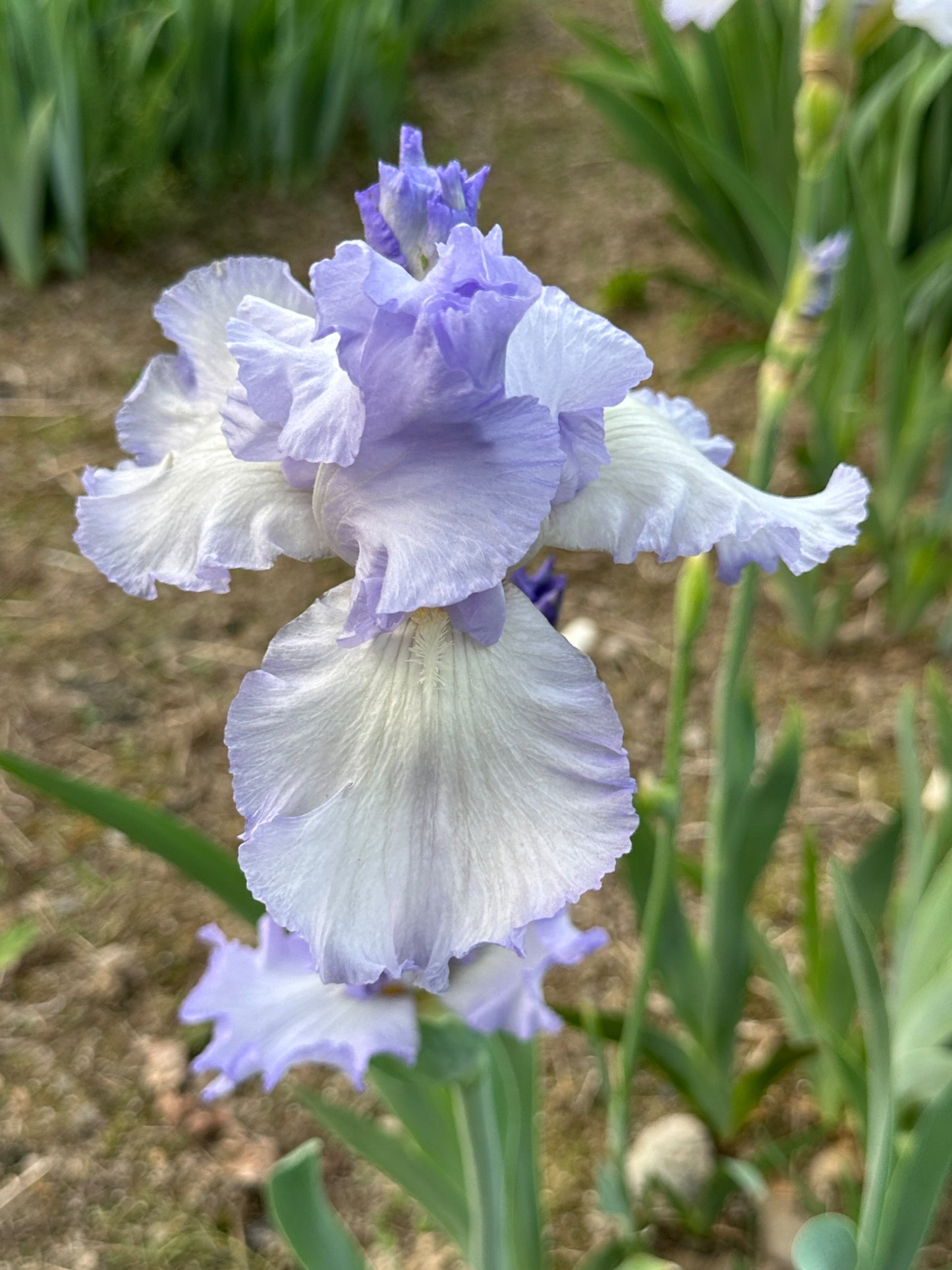 The flower Sky Search - Tall Bearded Iris (TB)