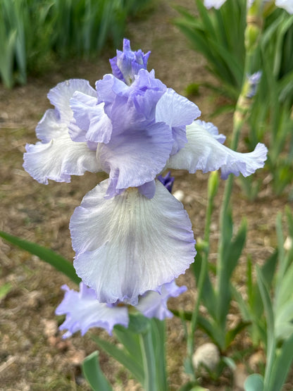 The flower Sky Search - Tall Bearded Iris (TB)