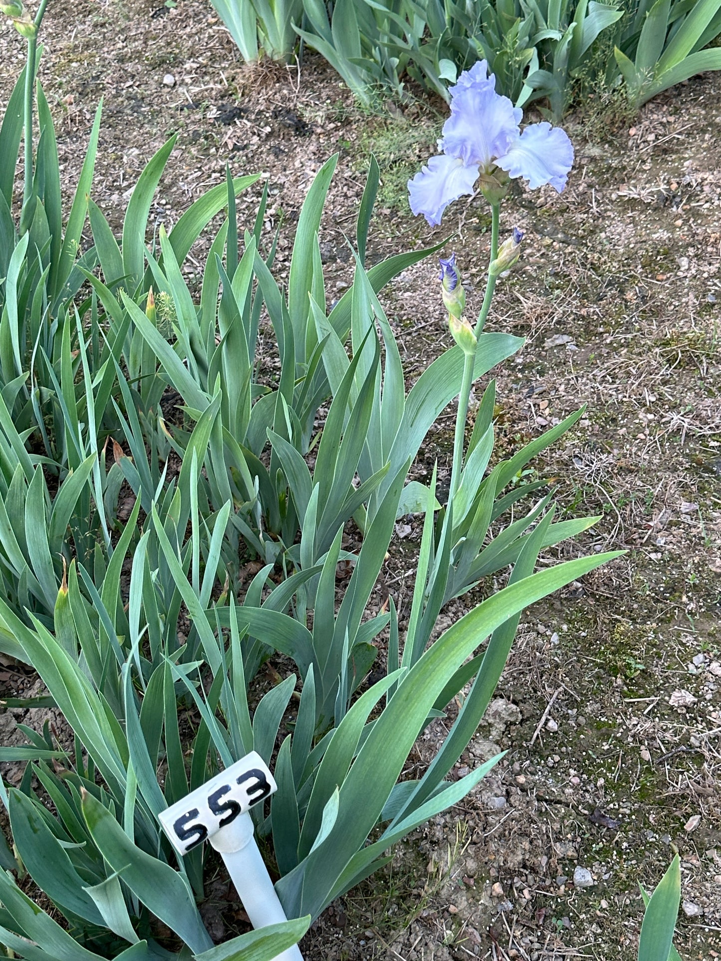 The flower Sky Search - Tall Bearded Iris (TB)