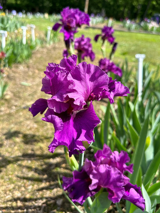 The flower Who's A Toff - Tall Bearded Iris (TB)